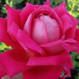 Freiheitsglocke® - trandafiri - www.ioanarose.ro